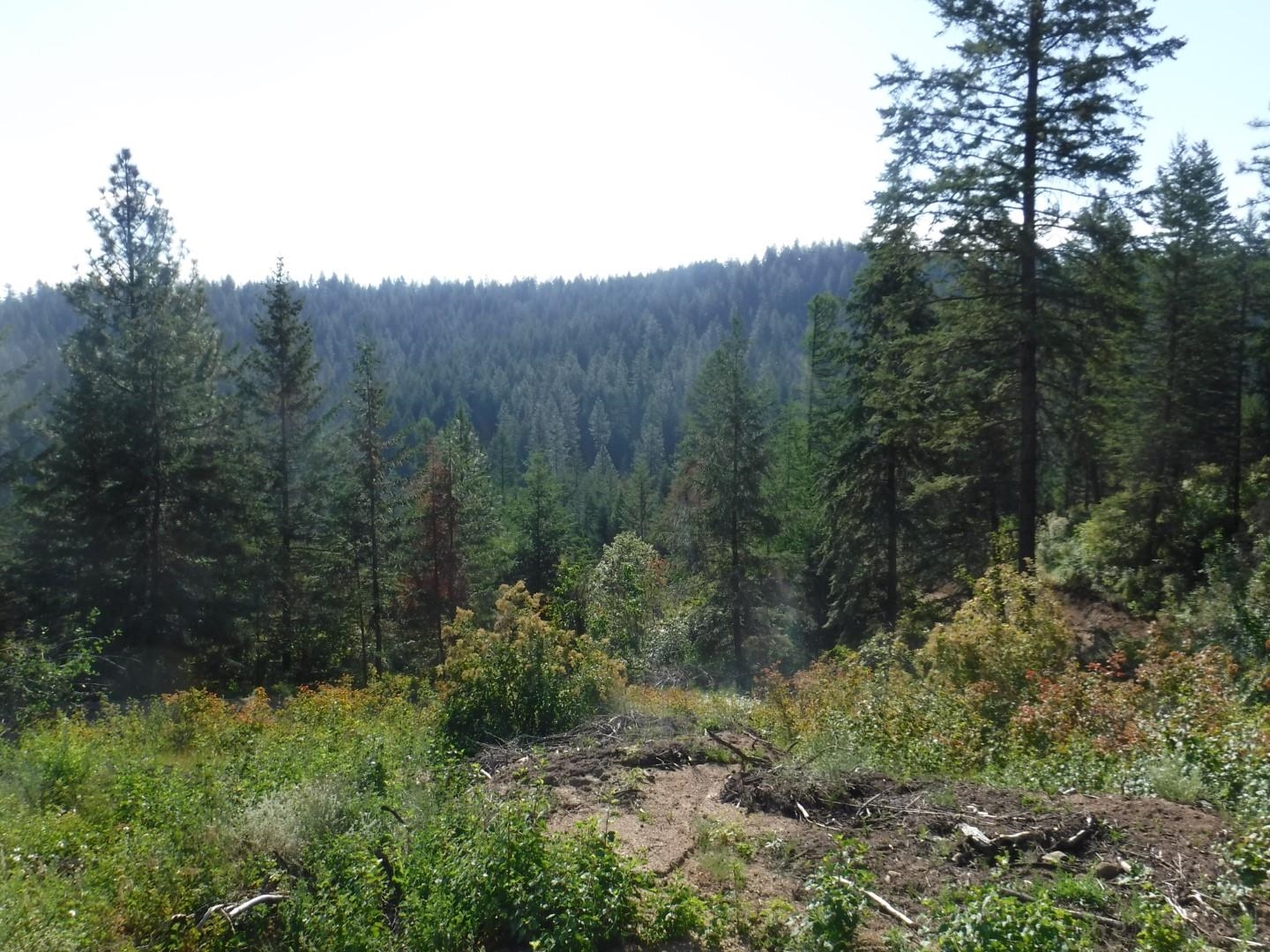 Lot 2 Moose Ridge Way Loon Lake, WA 99148 - Photo 4 of 11