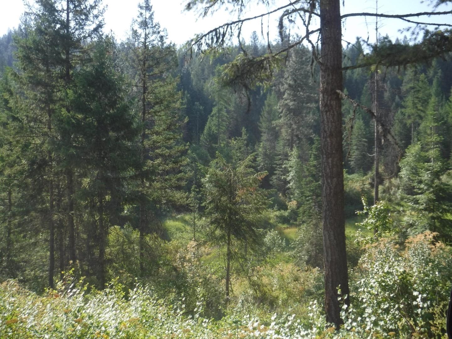 Lot 2 Moose Ridge Way Loon Lake, WA 99148 - Photo 8 of 11