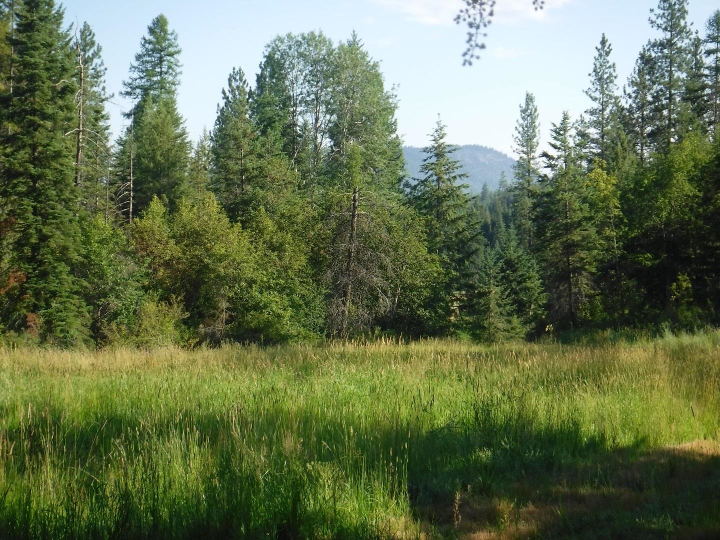 Lot 2 Moose Ridge Way Loon Lake, WA 99148 - Photo 10 of 11