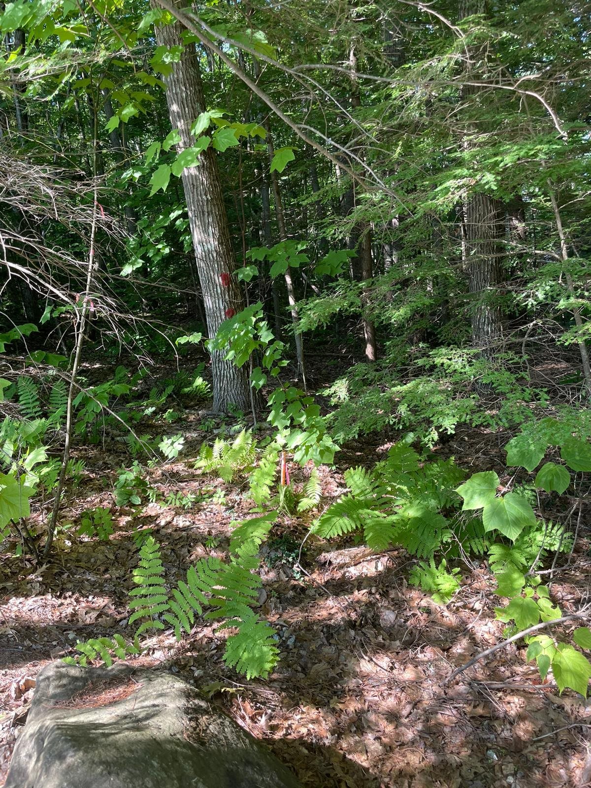 East Shore Road Dublin, NH 03444 - Photo 4 of 8 Gallery Image 4