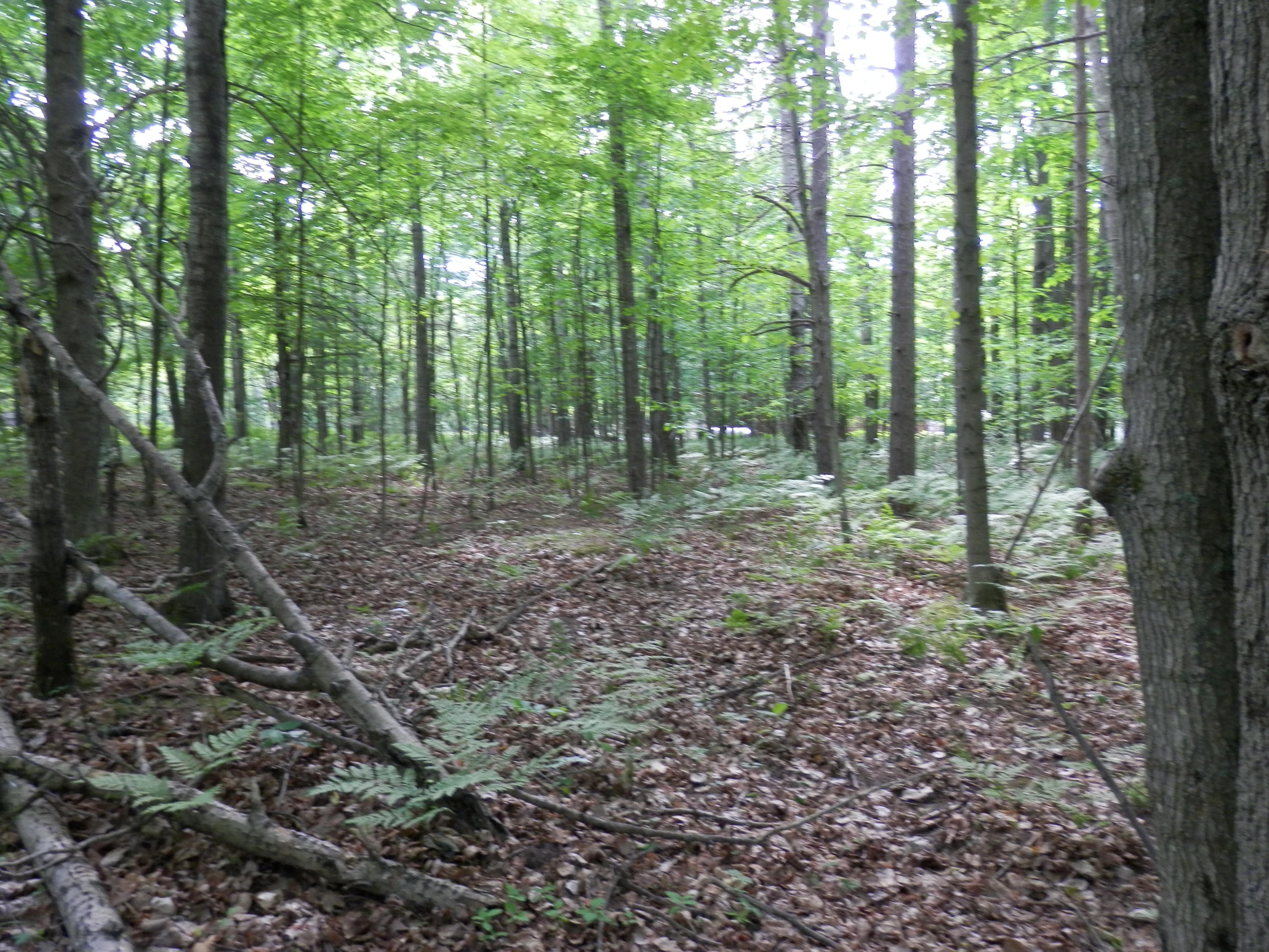 Ranger Lake Road Gaylord, MI 49735 - Photo 7 of 11 Gallery Image 7