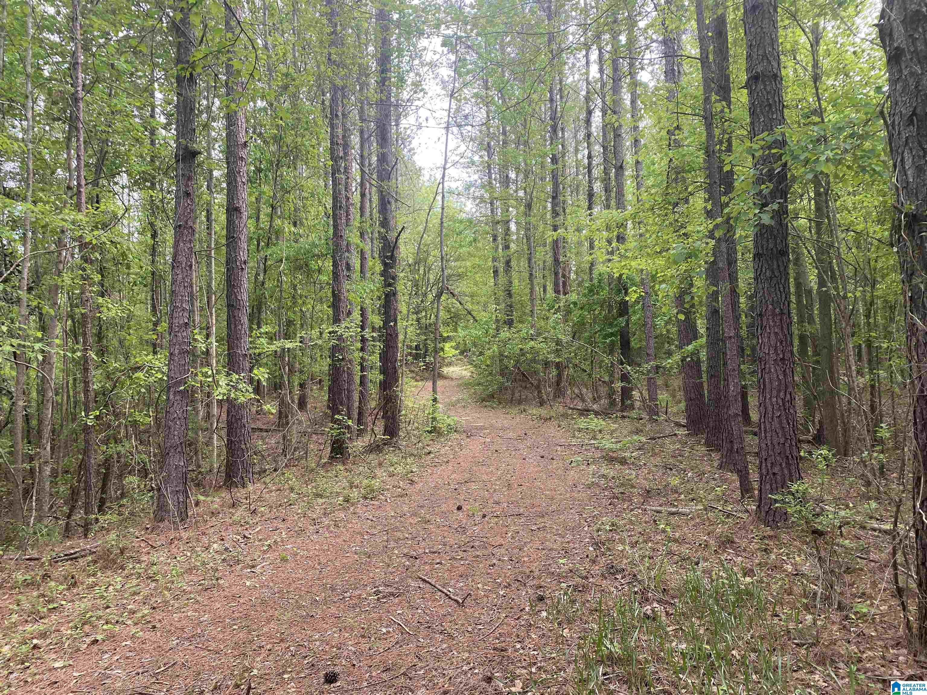 0 County Road 44 Linden, AL 36748 - Photo 37 of 48