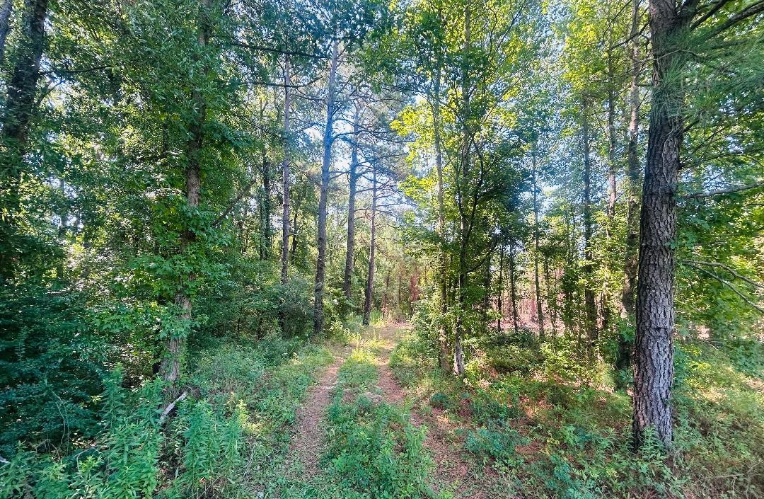 18.3-acres - Turkey Lane Kingstree, SC 29556 - Photo 1 of 9