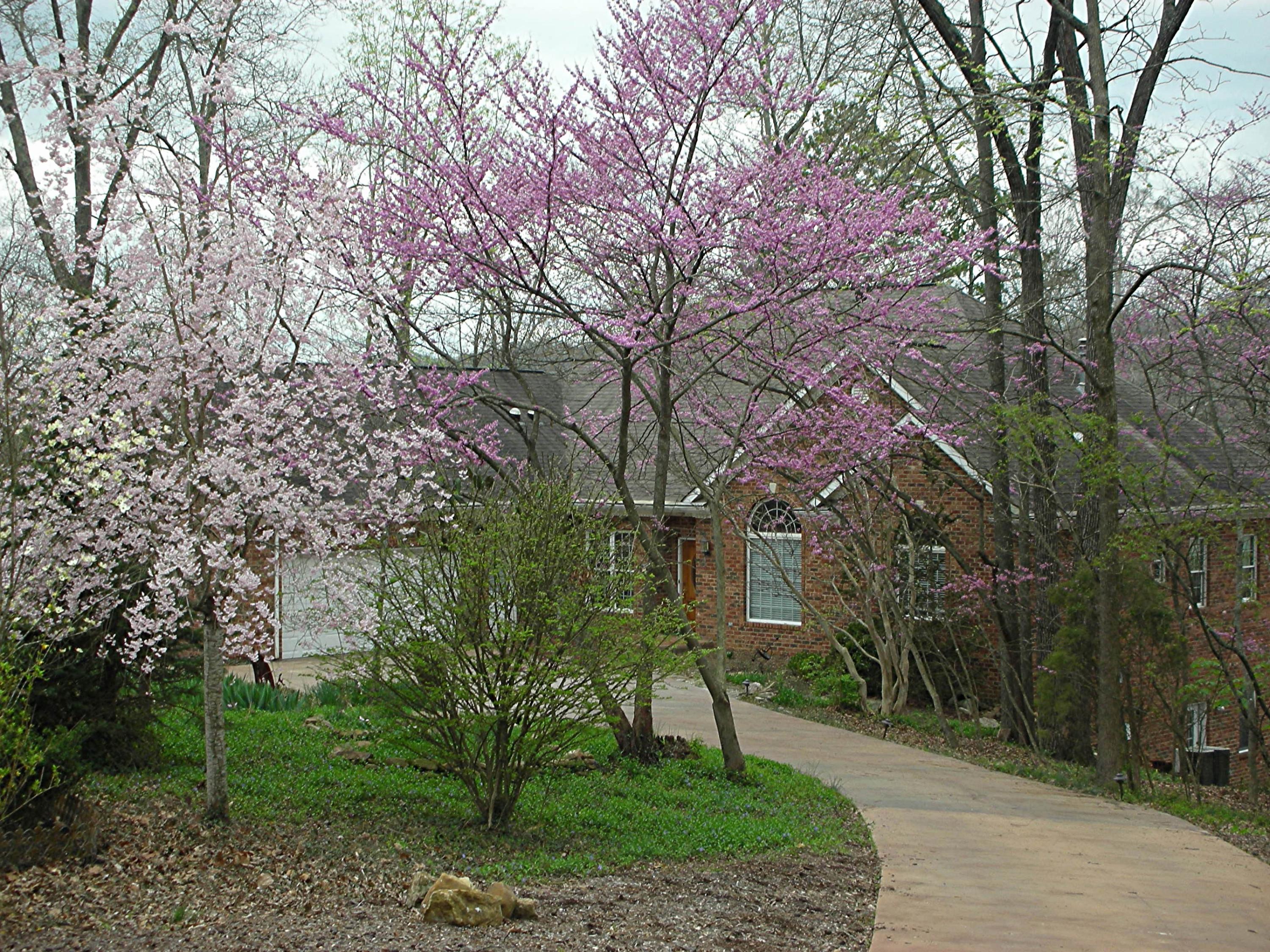 42 Rivers Run Way Oak Ridge, TN 37830 - Photo 32 of 37 Redbuds In Bloom