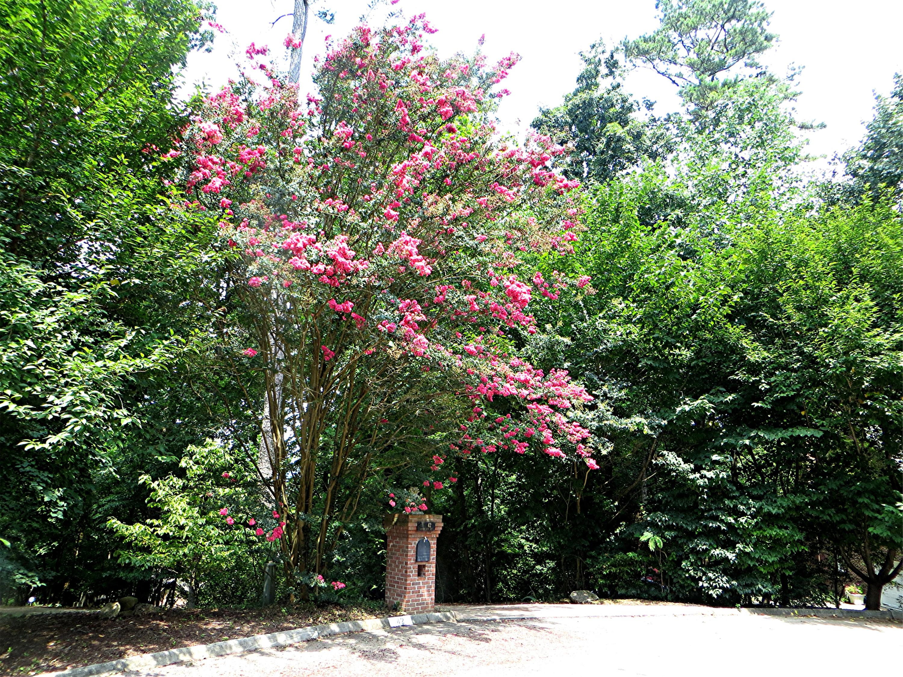 42 Rivers Run Way Oak Ridge, TN 37830 - Photo 33 of 37 Crepe Myrtle