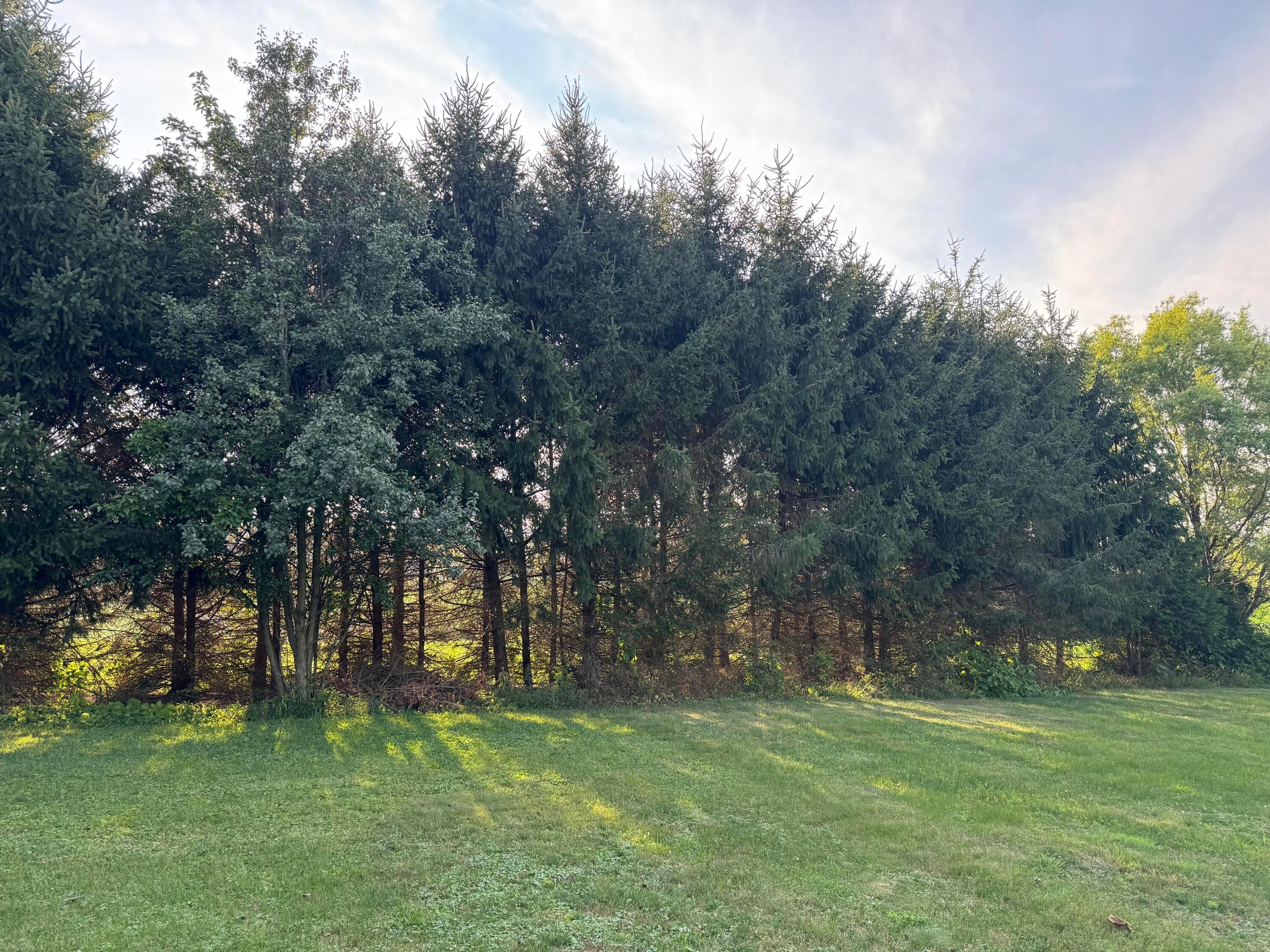 26220 Mill Road Utica, OH 43080 - Photo 6 of 36 Pine tree line borders to the west.