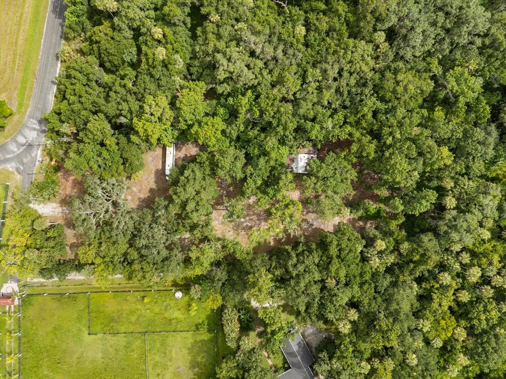 2301 Jeslan Court Oviedo, FL 32765 - Photo 23 of 26 a close up of a plant