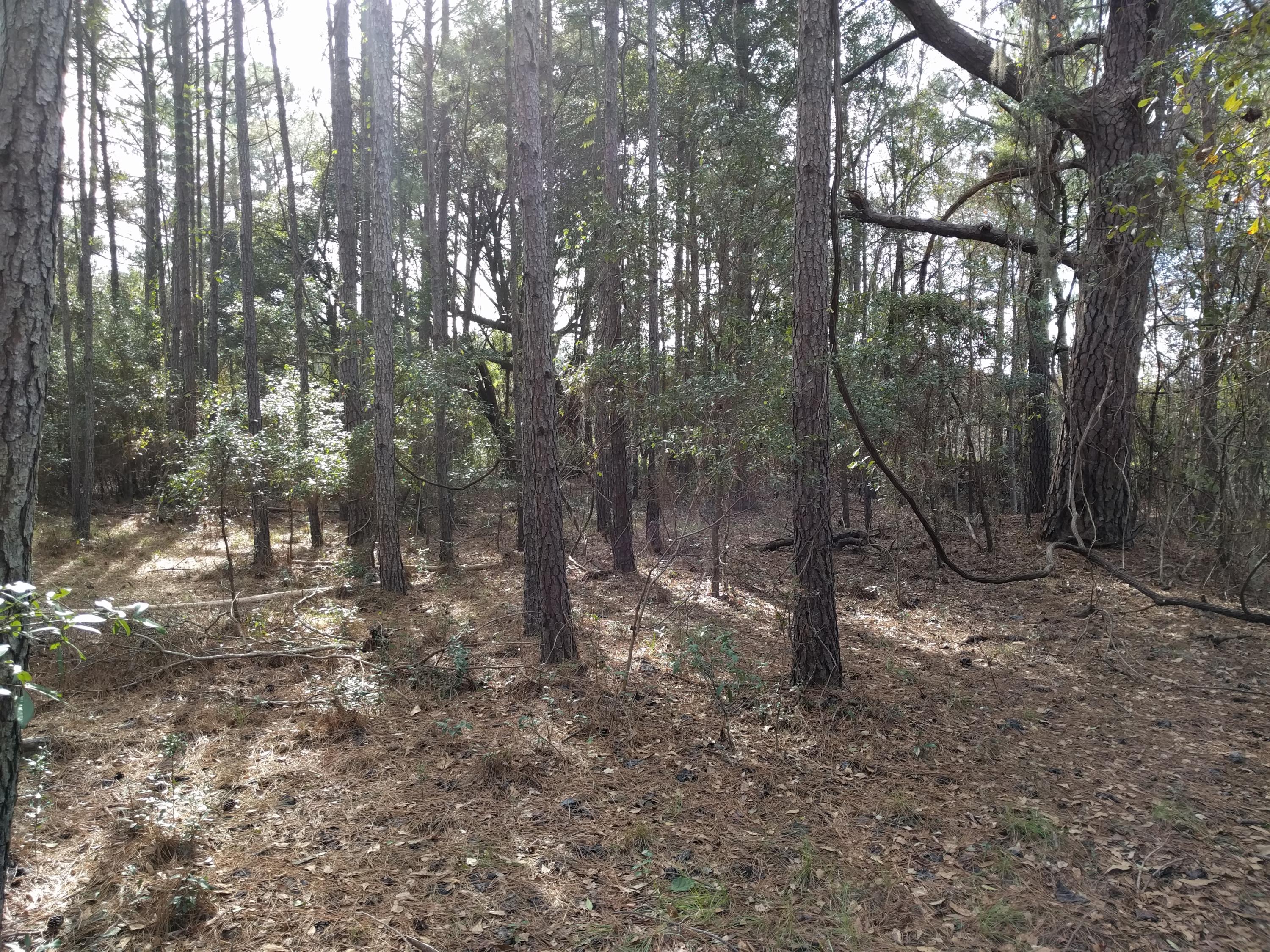 3190 Thomas Jones Road Johns Island, SC 29455 - Photo 5 of 6 IMG_20160114_111942