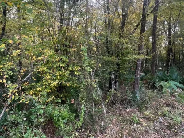 a view of a forest with a tree