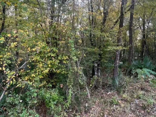 a view of a forest with a tree