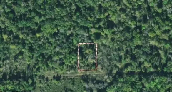 a view of a lush green forest