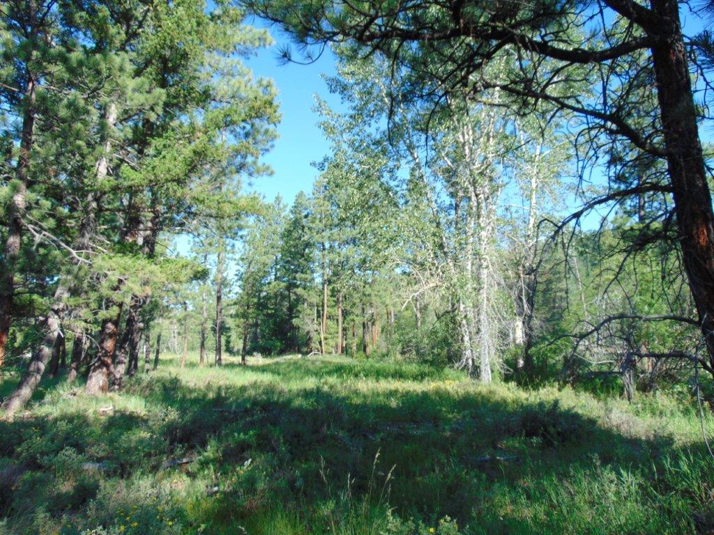 4615 Abe Lincoln Road Lincoln, MT 59639 - Photo 41 of 92 Gallery Image 41