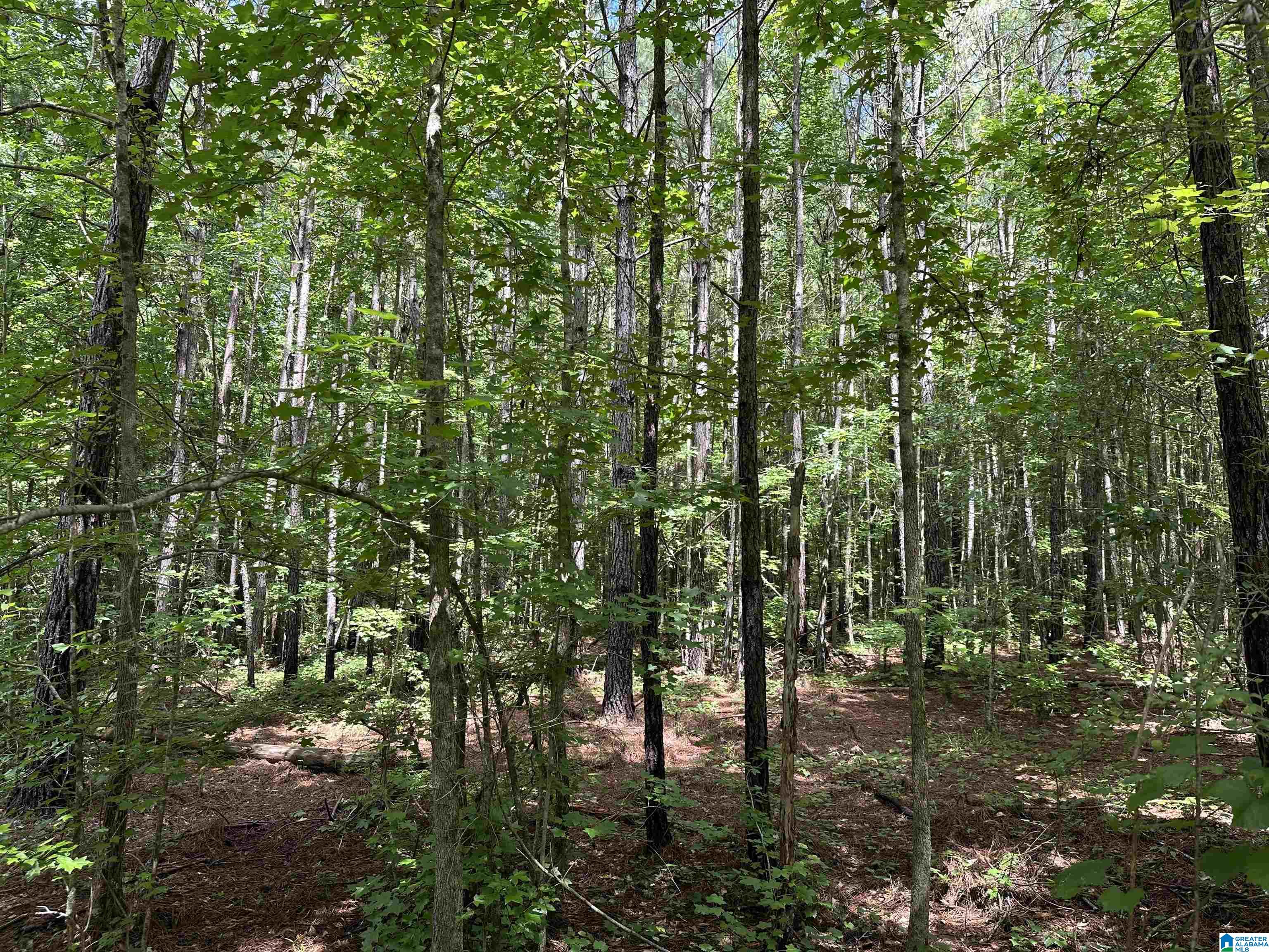 246 County Road, Unit 91 Five Points, AL 36855 - Photo 8 of 8