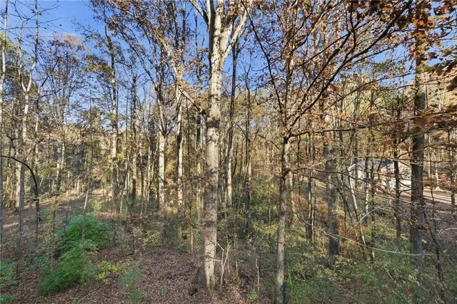 a view of a forest with trees in the background