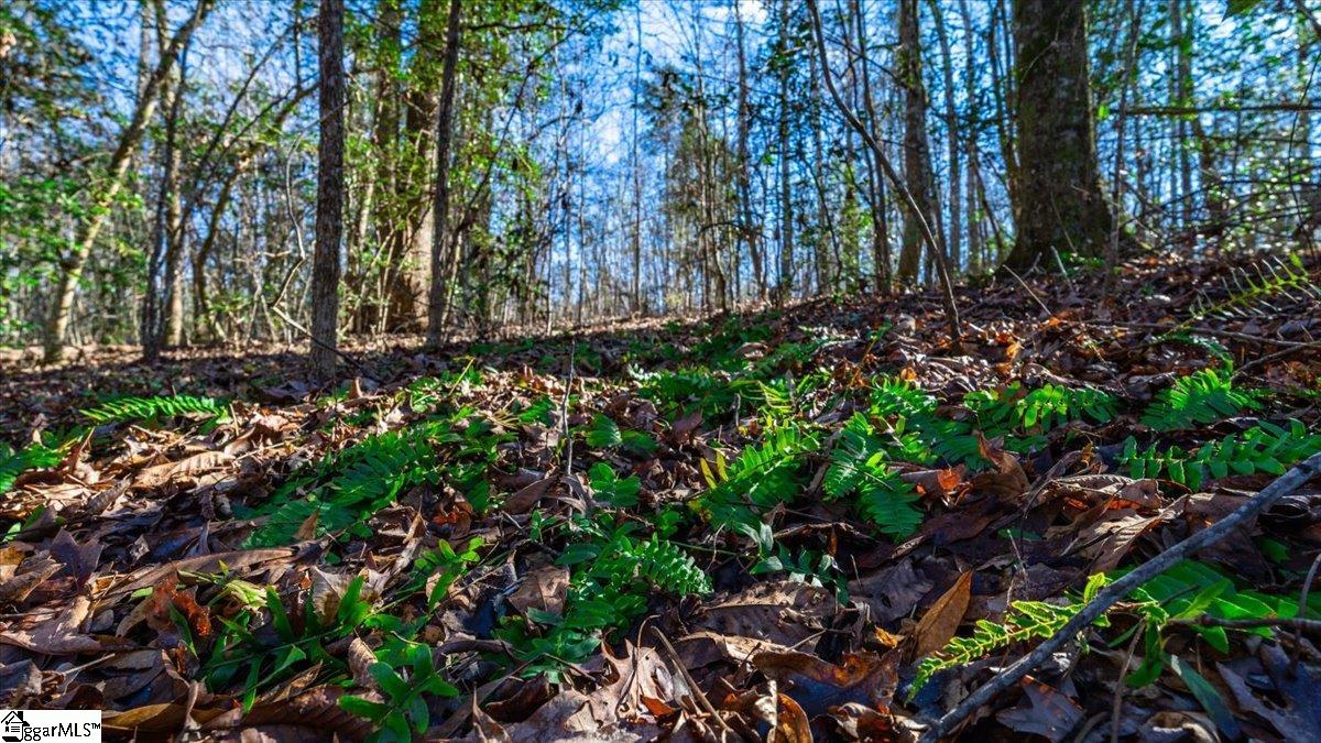 0 Mauldin Lake Road Pickens, SC 29671 - Photo 8 of 25