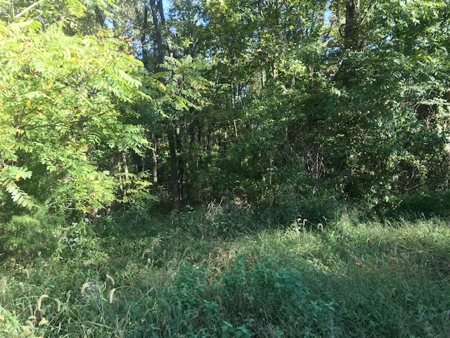 Bynum Road Ozark, IL 62972 - Photo 5 of 5