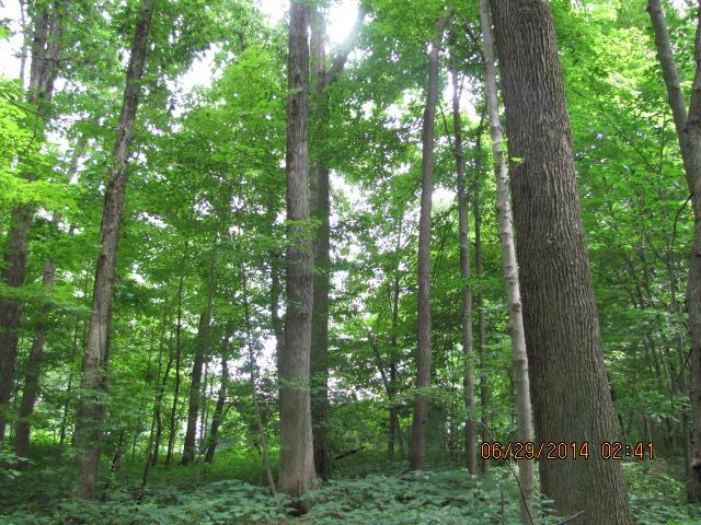 6213 Perry Road Centerburg, OH 43011 - Photo 20 of 21 Gallery Image 20