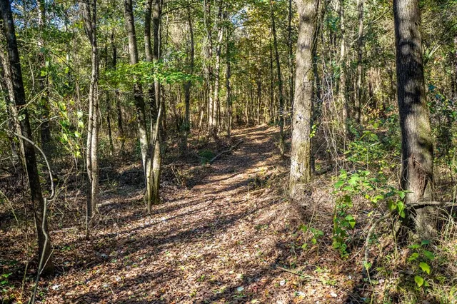 a view of a forest filled with trees