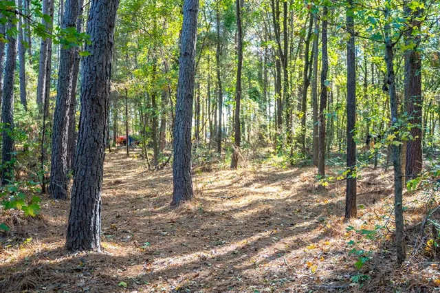 a view of a forest with trees