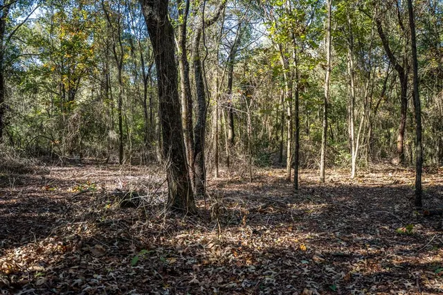 a view of a forest filled with trees