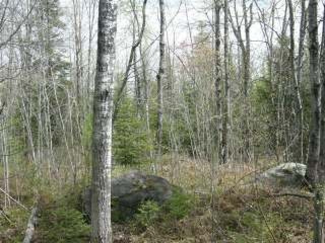 Lot 3 Pine Lake Road Rhinelander, WI 54501 - Photo 5 of 9 Gallery Image 5
