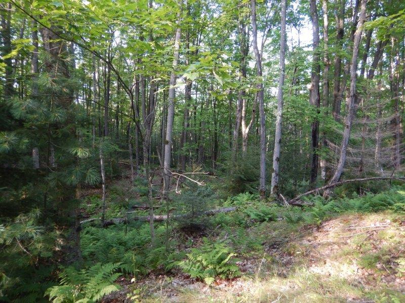 7704 Crab Lake Road Presque Isle, WI 54557 - Photo 4 of 7 Gallery Image 4