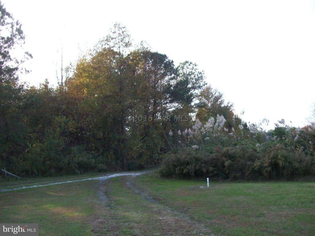 3477 Texas Road Bivalve, MD 21814 - Photo 7 of 32 a view of a green field with trees in the background