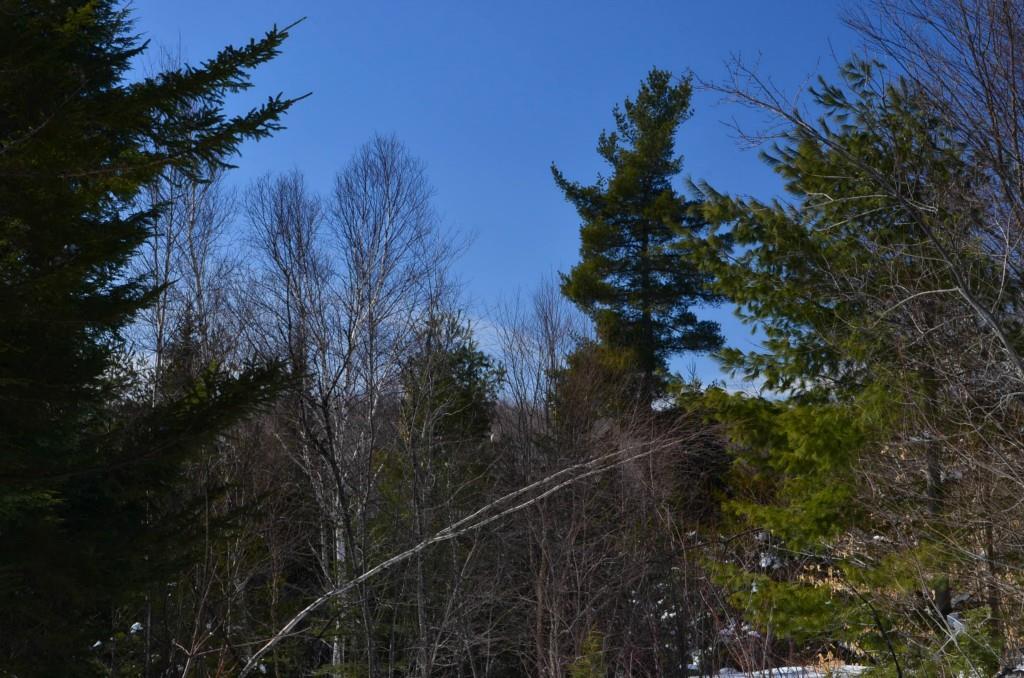 96 Freedom Way Springfield, ME 04487 - Photo 9 of 15 Photo