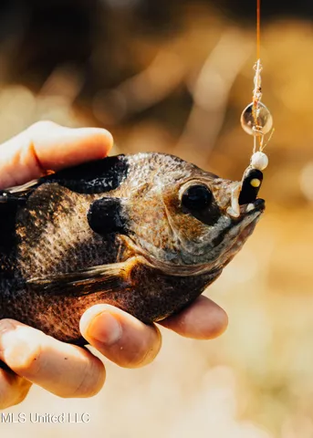 $665,000 | 741 County Road 29, Louin, MS 39338