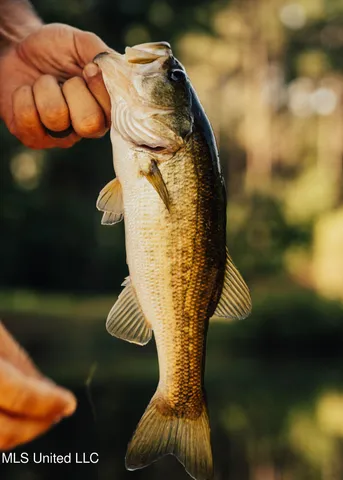 $665,000 | 741 County Road 29, Louin, MS 39338