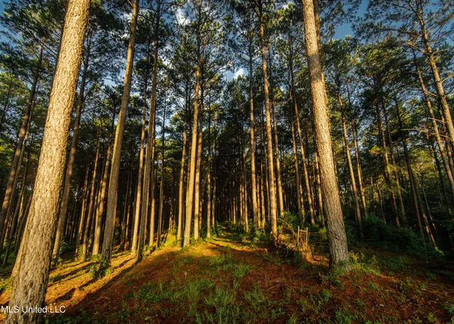 $665,000 | 741 County Road 29, Louin, MS 39338