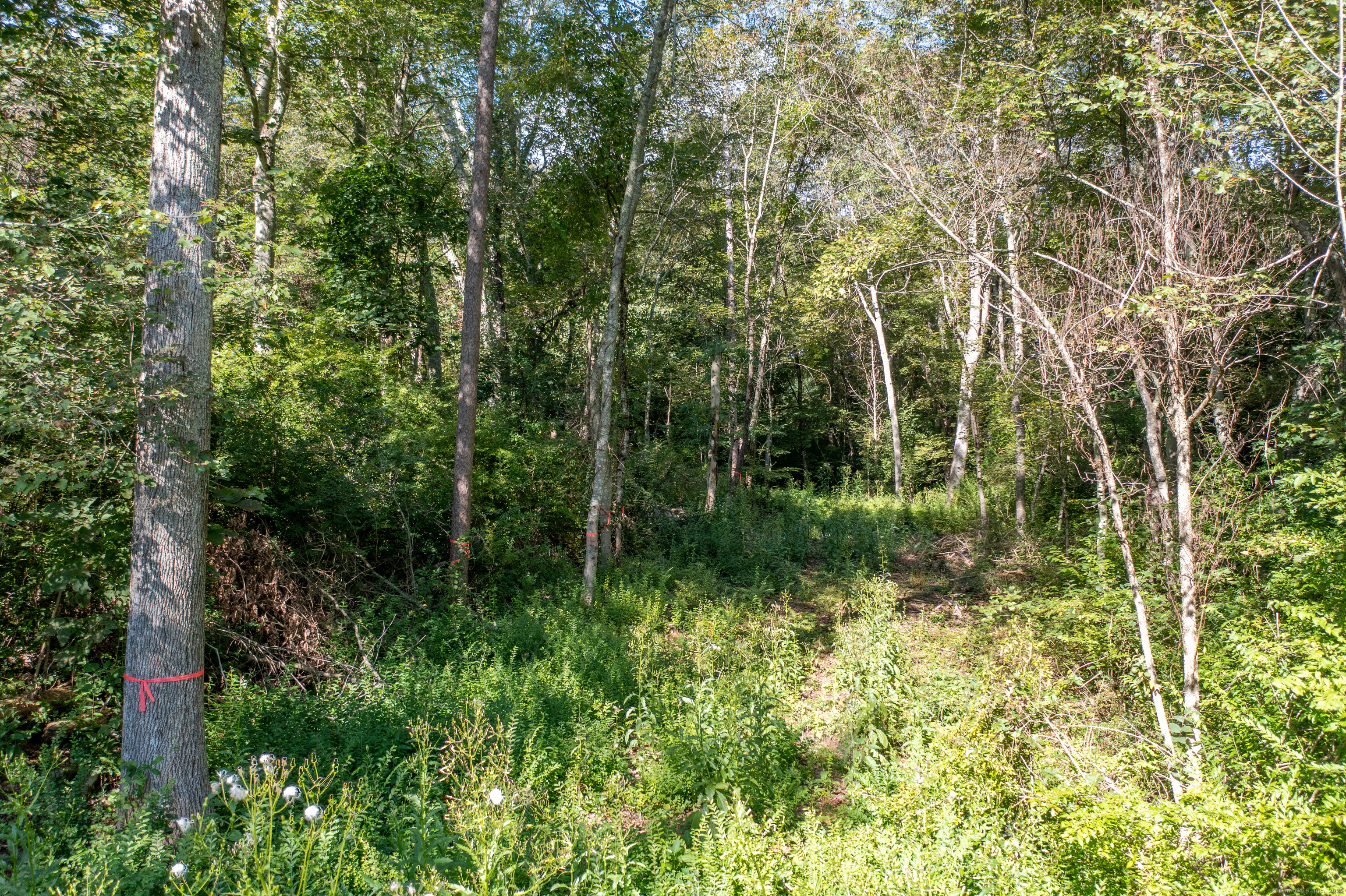 Bennett Pond Road Canterbury, CT 06331 - Photo 12 of 16 a view of a garden