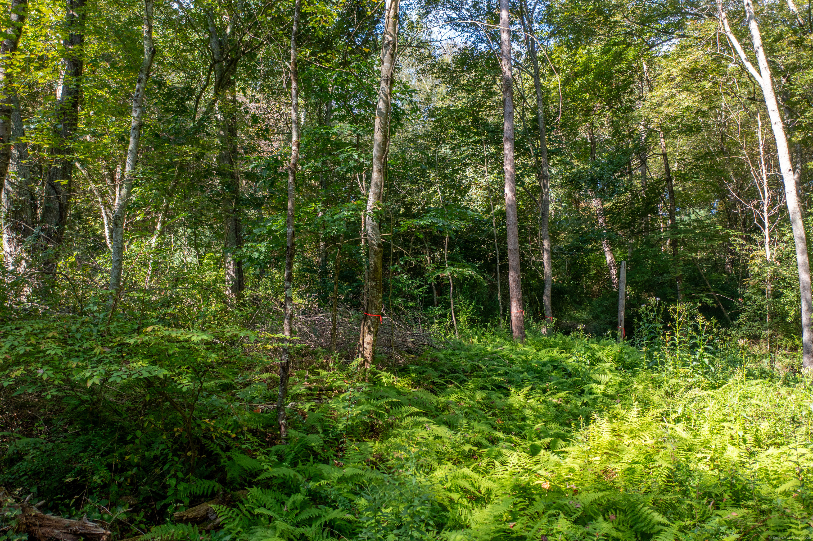 Bennett Pond Road Canterbury, CT 06331 - Photo 13 of 16 a view of forest