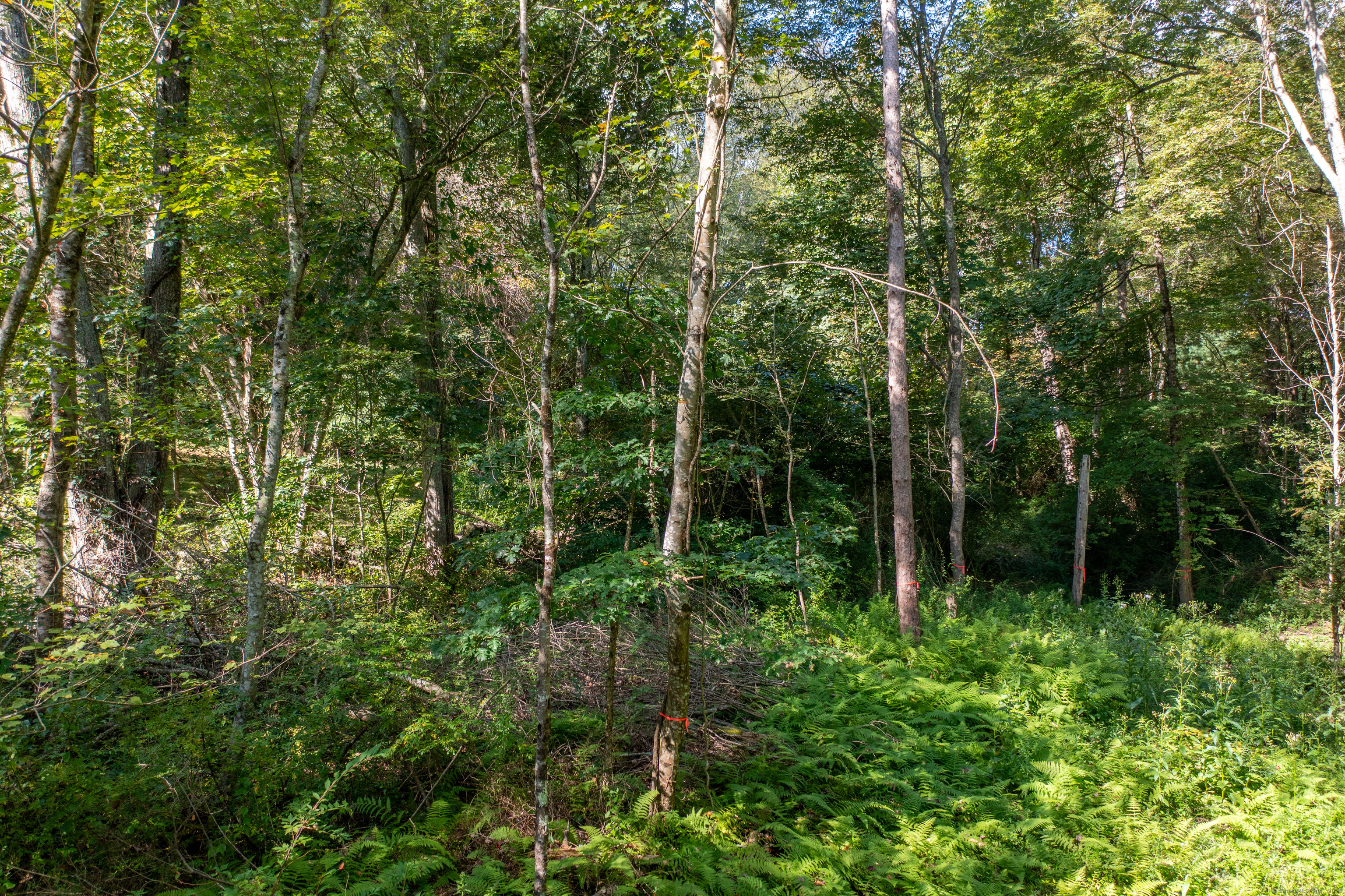 Bennett Pond Road Canterbury, CT 06331 - Photo 14 of 16 a view of forest