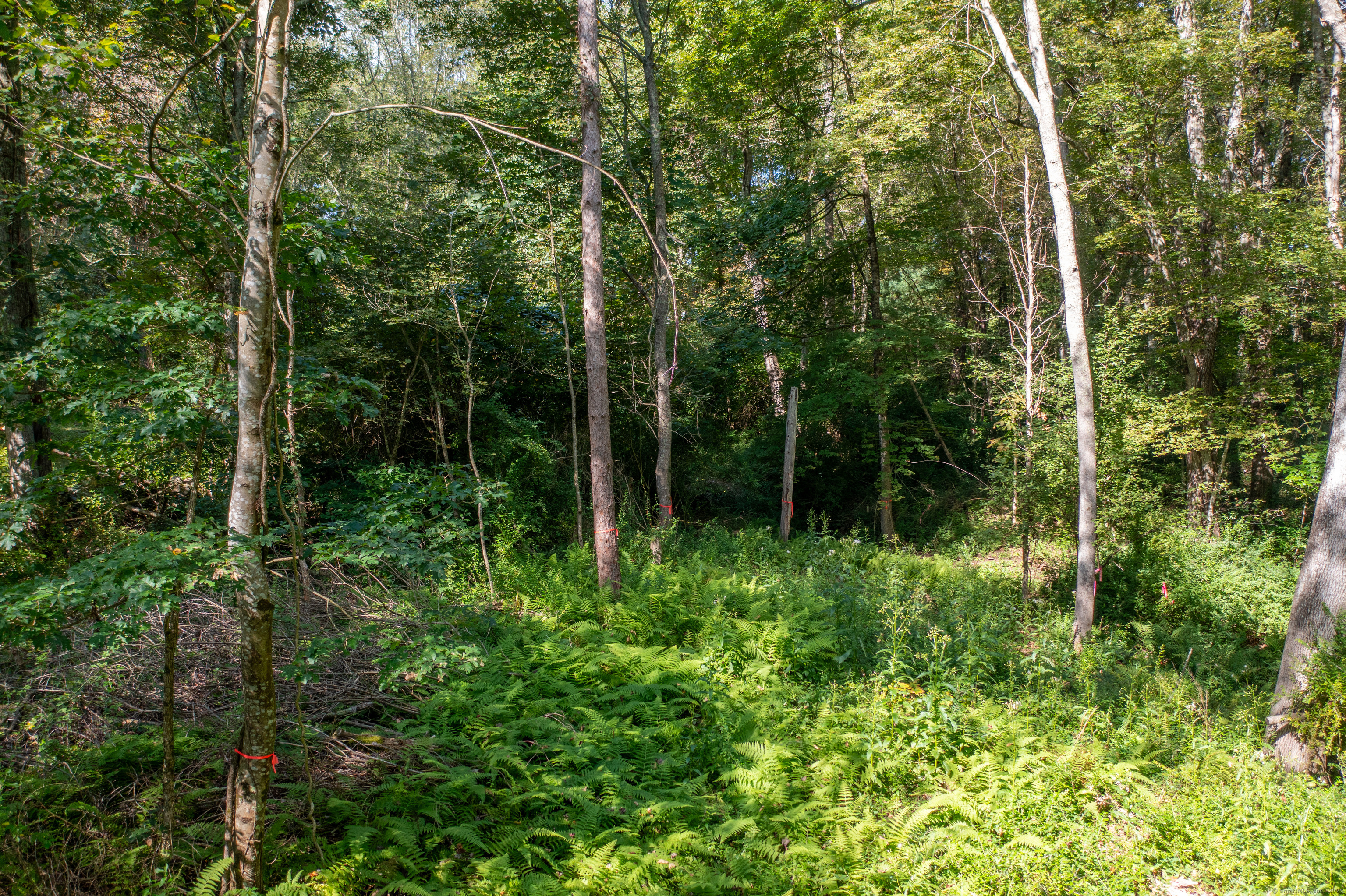 Bennett Pond Road Canterbury, CT 06331 - Photo 15 of 16 a view of forest