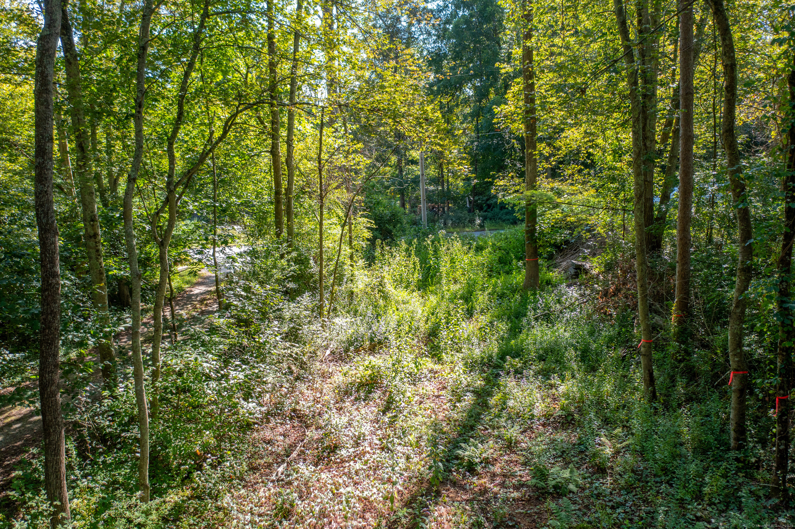 Bennett Pond Road Canterbury, CT 06331 - Photo 16 of 16 a view of a forest
