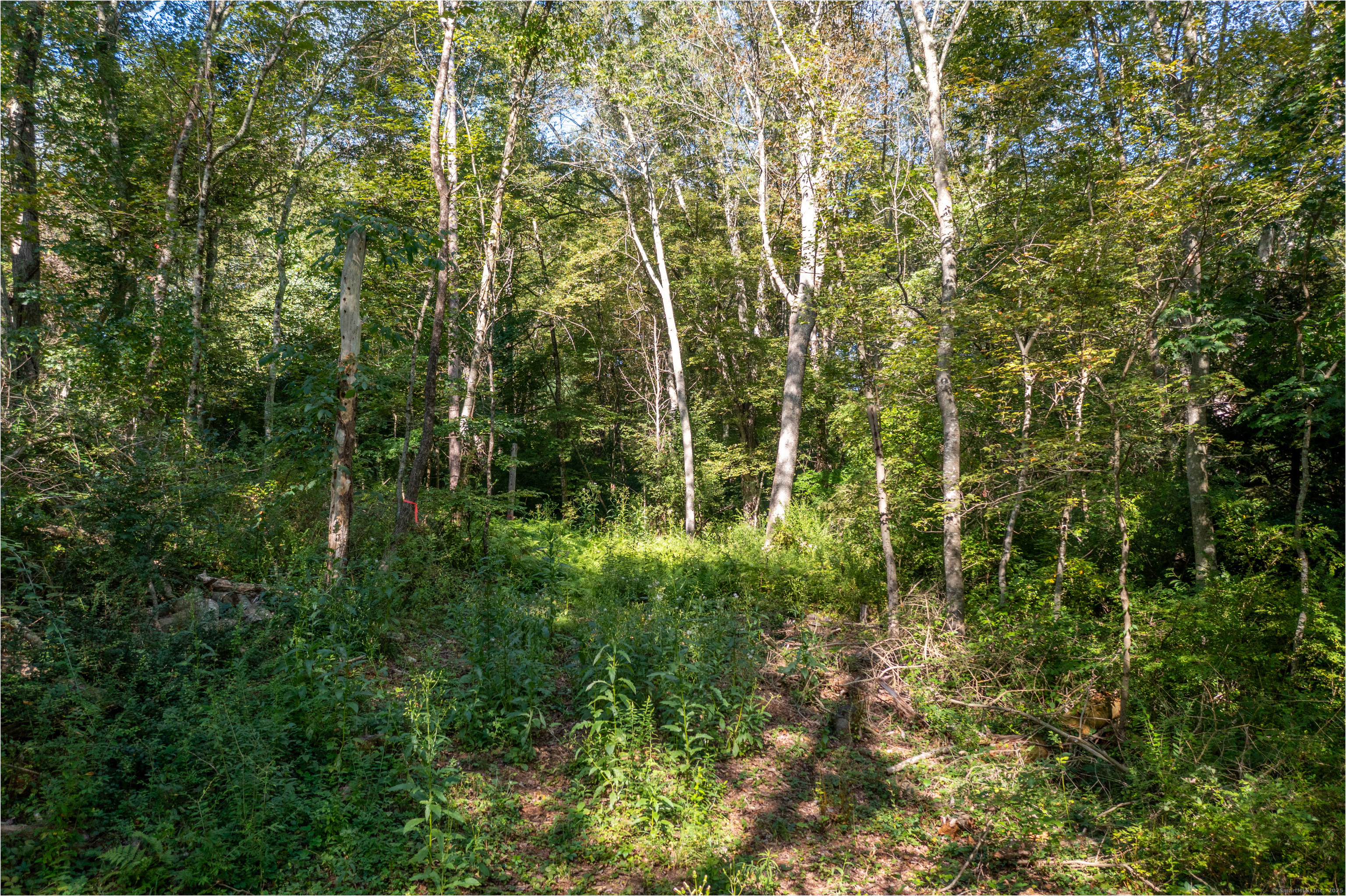 Bennett Pond Road Canterbury, CT 06331 - Photo 3 of 16 a view of forest