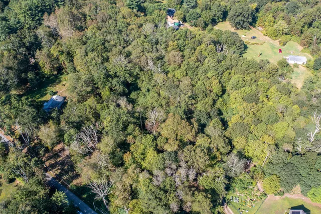 a view of a forest with a tree