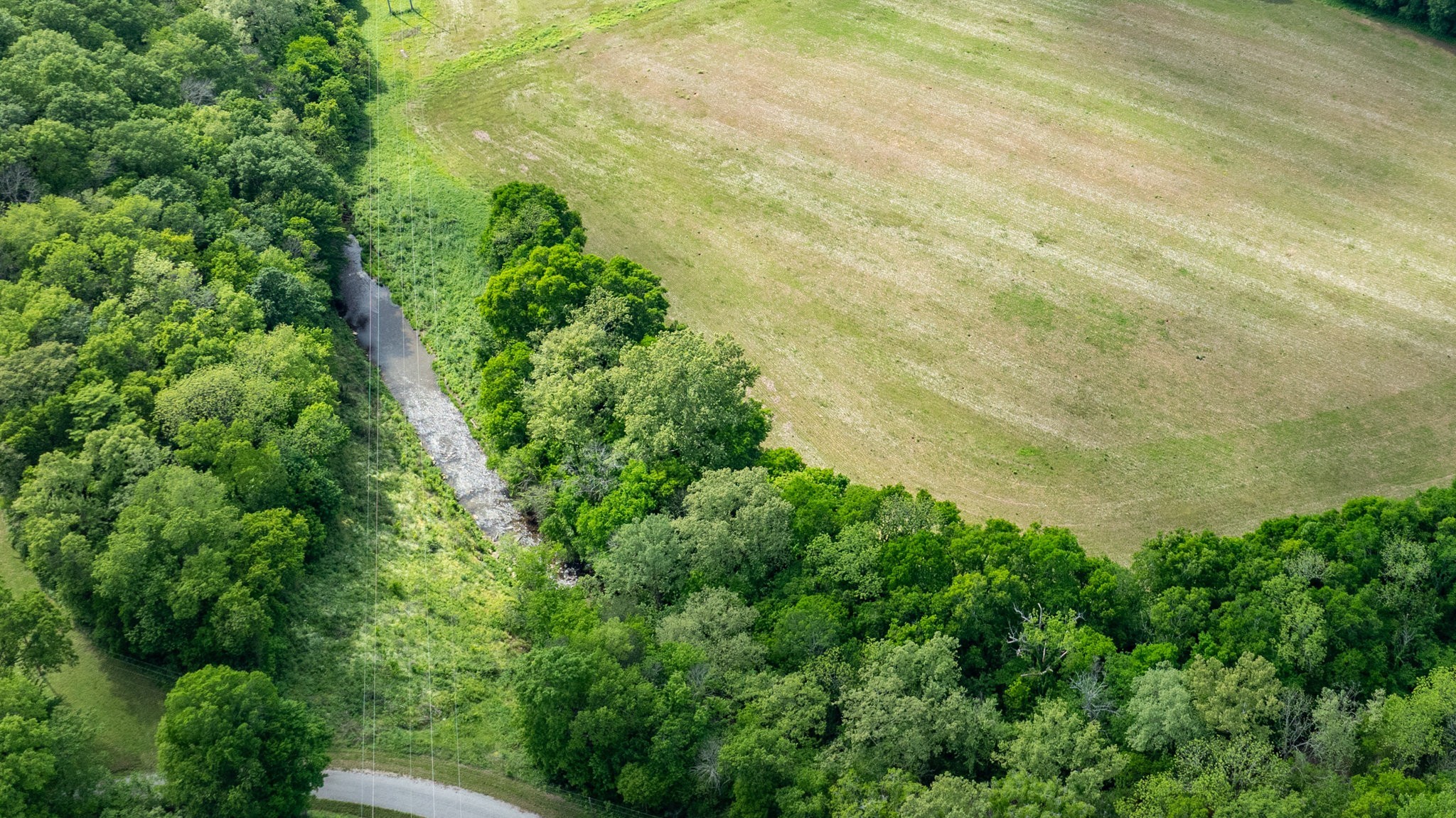 0 Snow Creek Road Santa Fe, TN 38482 - Photo 21 of 63 a close up of a plant in a garden