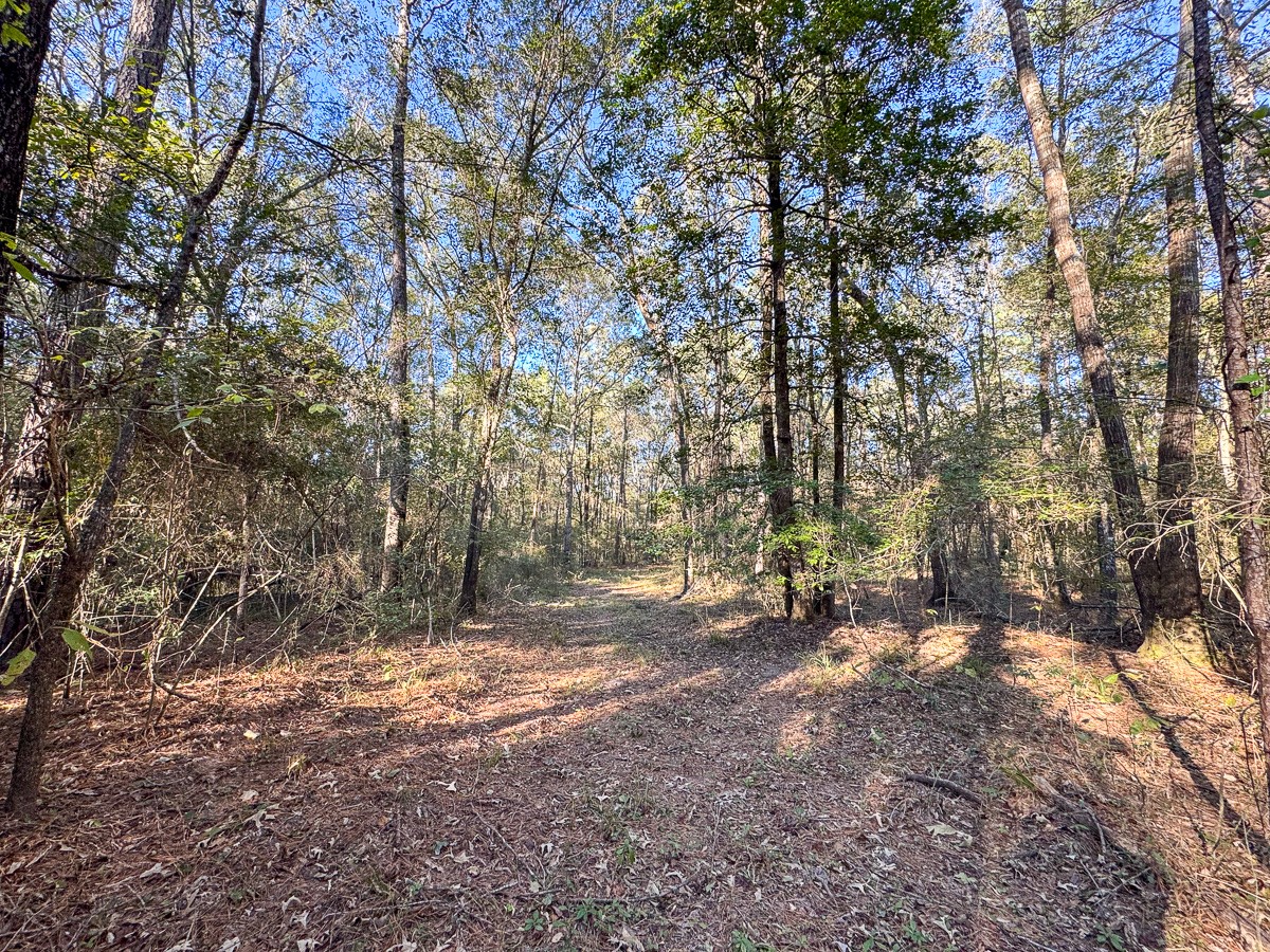 0 Big Woods Road New Waverly, TX 77358 - Photo 11 of 31