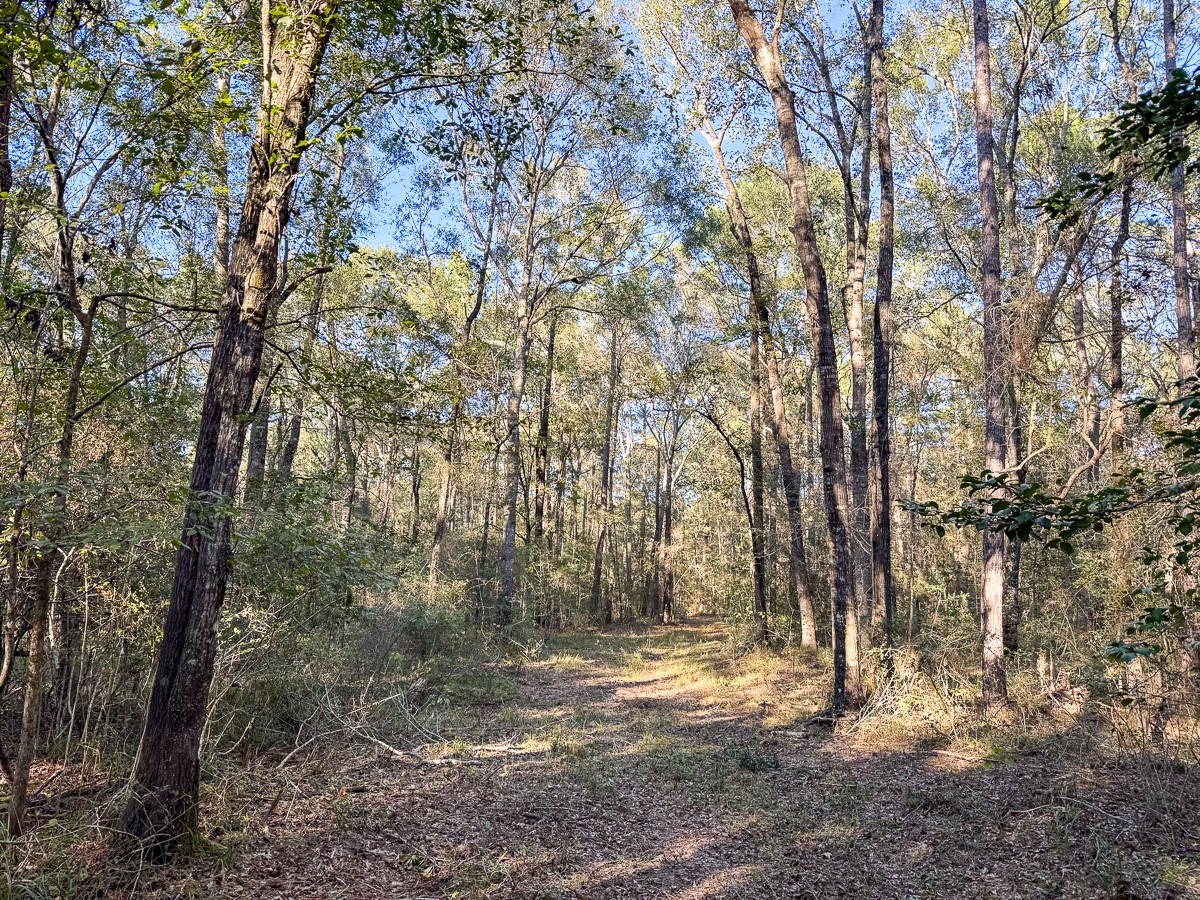 0 Big Woods Road New Waverly, TX 77358 - Photo 12 of 31