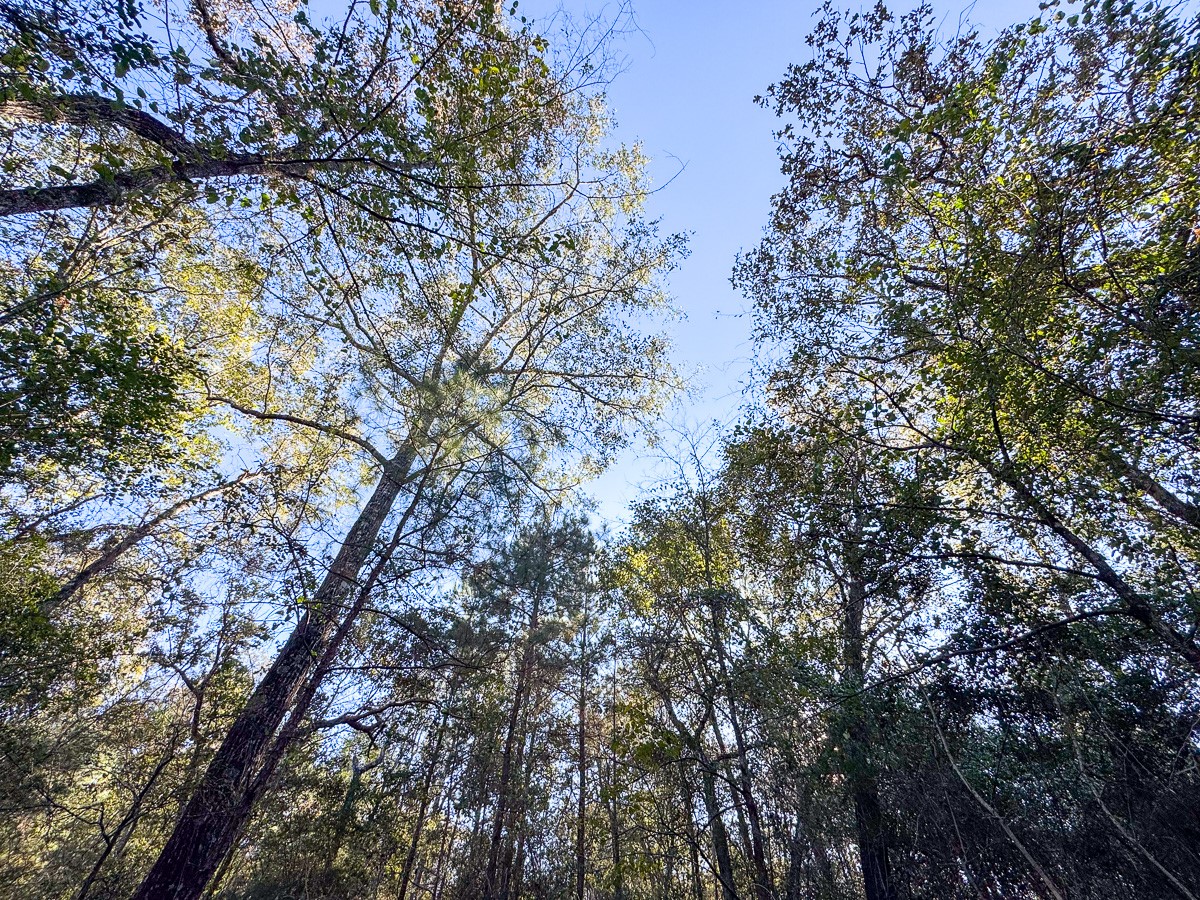 0 Big Woods Road New Waverly, TX 77358 - Photo 13 of 31