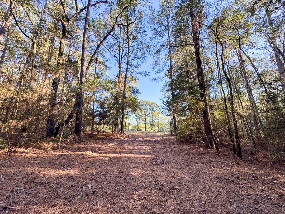 0 Big Woods Road New Waverly, TX 77358 - Photo 14 of 31