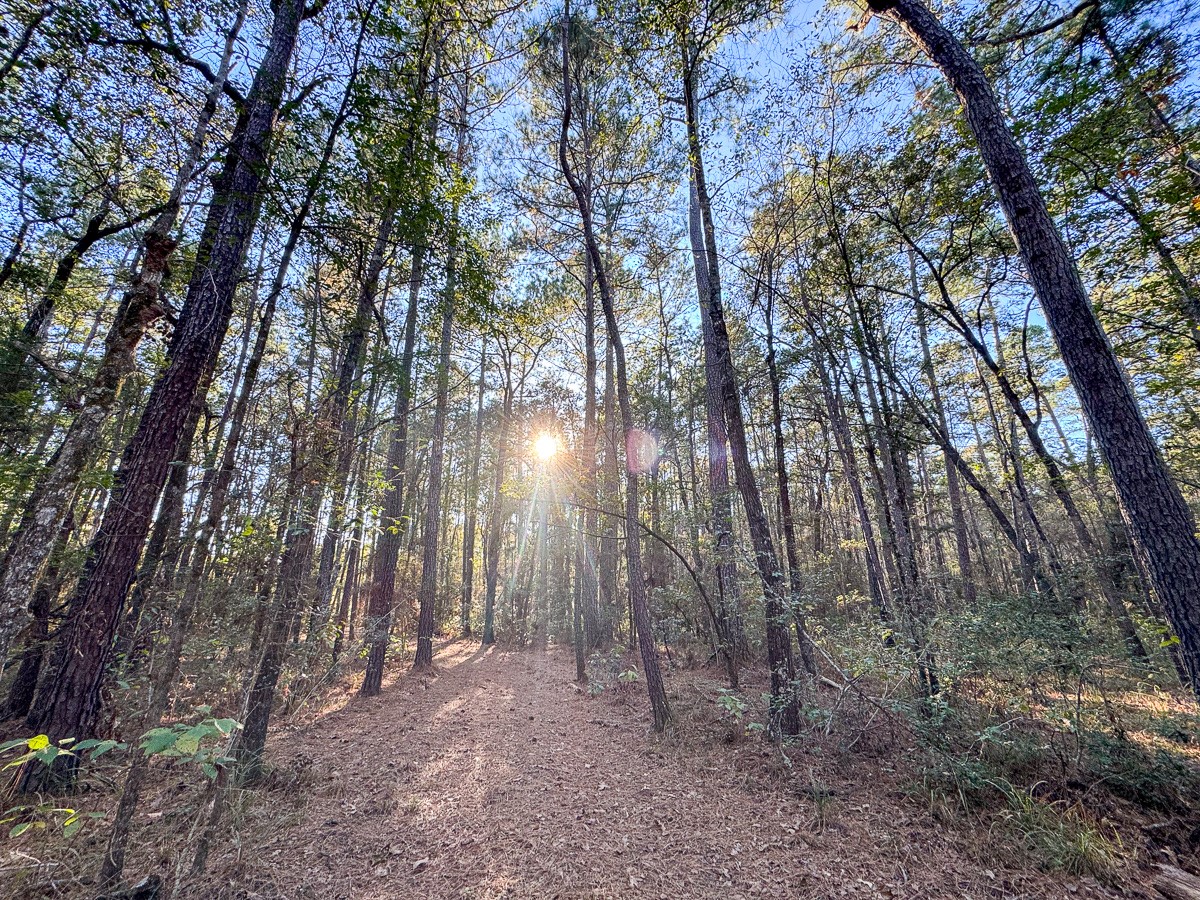 0 Big Woods Road New Waverly, TX 77358 - Photo 17 of 31