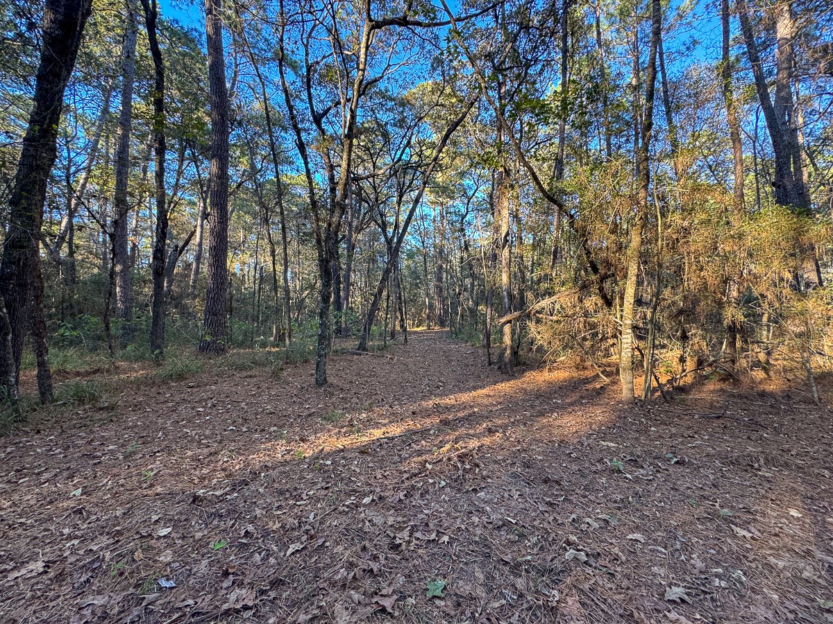 0 Big Woods Road New Waverly, TX 77358 - Photo 18 of 31