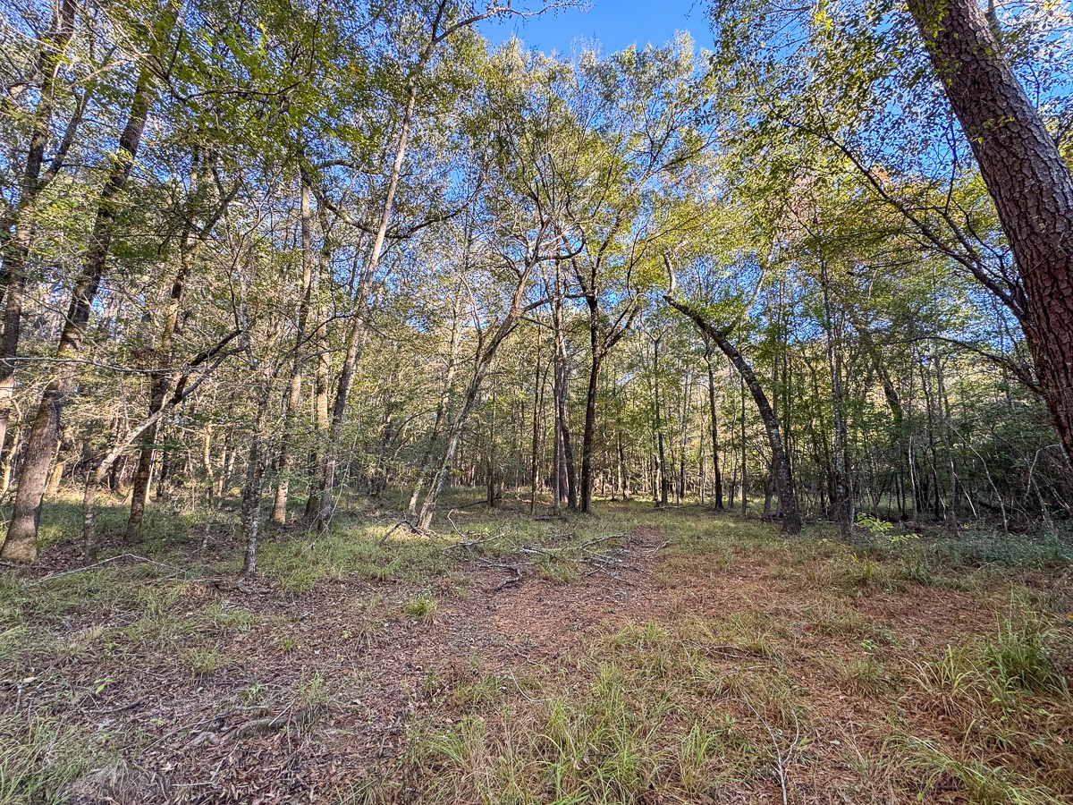 0 Big Woods Road New Waverly, TX 77358 - Photo 19 of 31