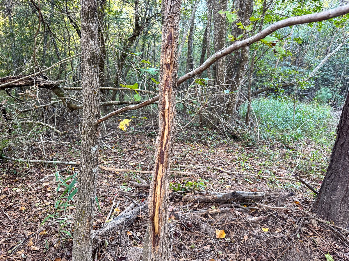 0 Big Woods Road New Waverly, TX 77358 - Photo 21 of 31