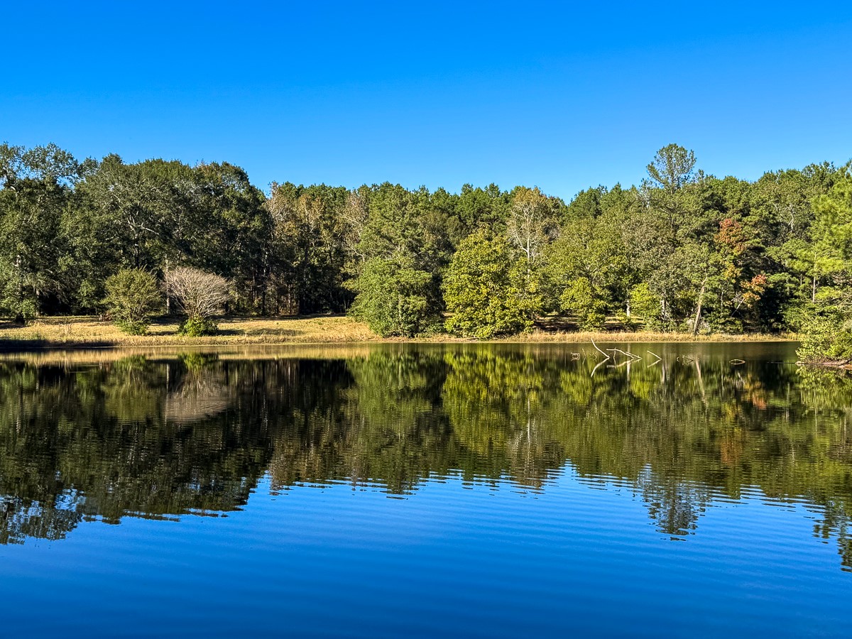 0 Big Woods Road New Waverly, TX 77358 - Photo 6 of 31