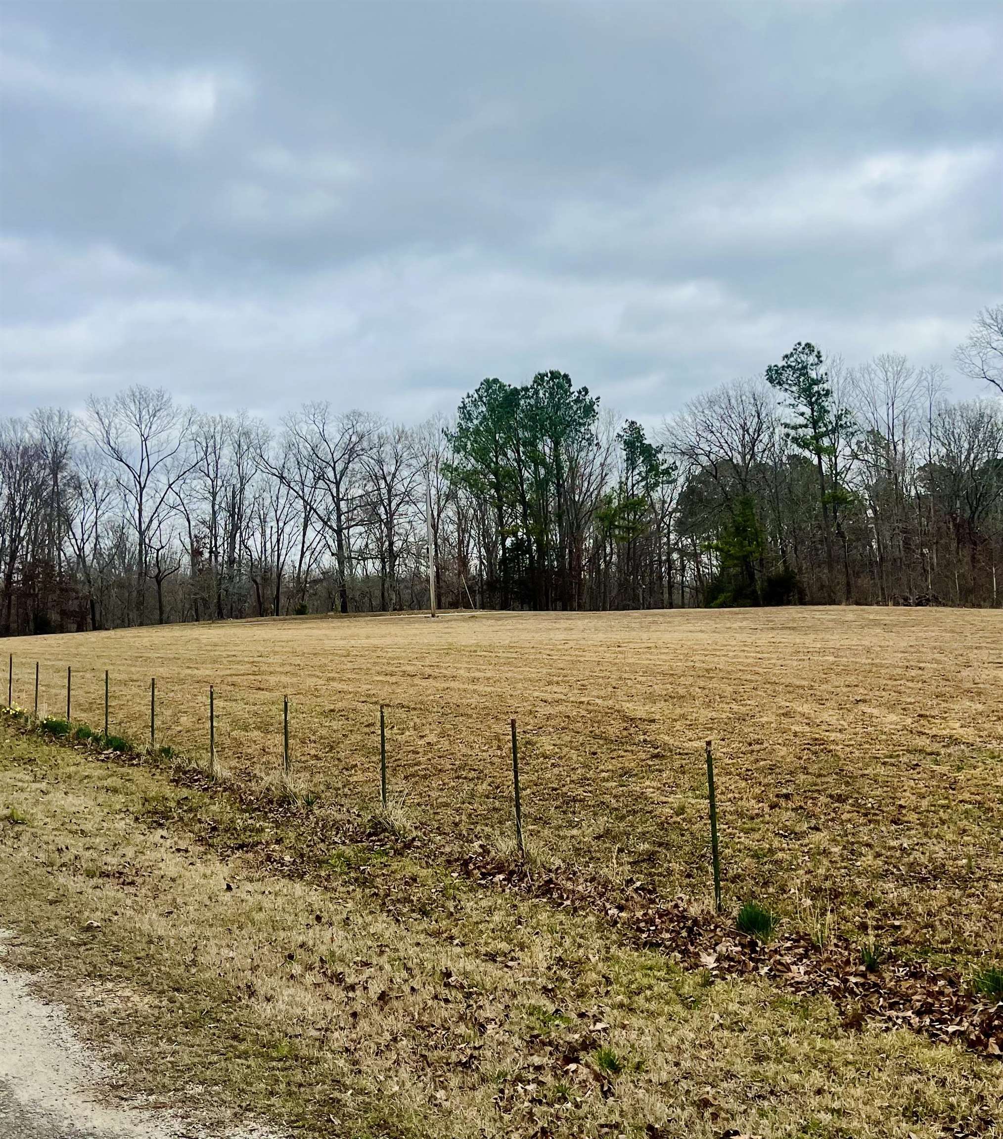 3990 Monk House Road Somerville, TN 38068 - Photo 12 of 20 a view of yard with large trees