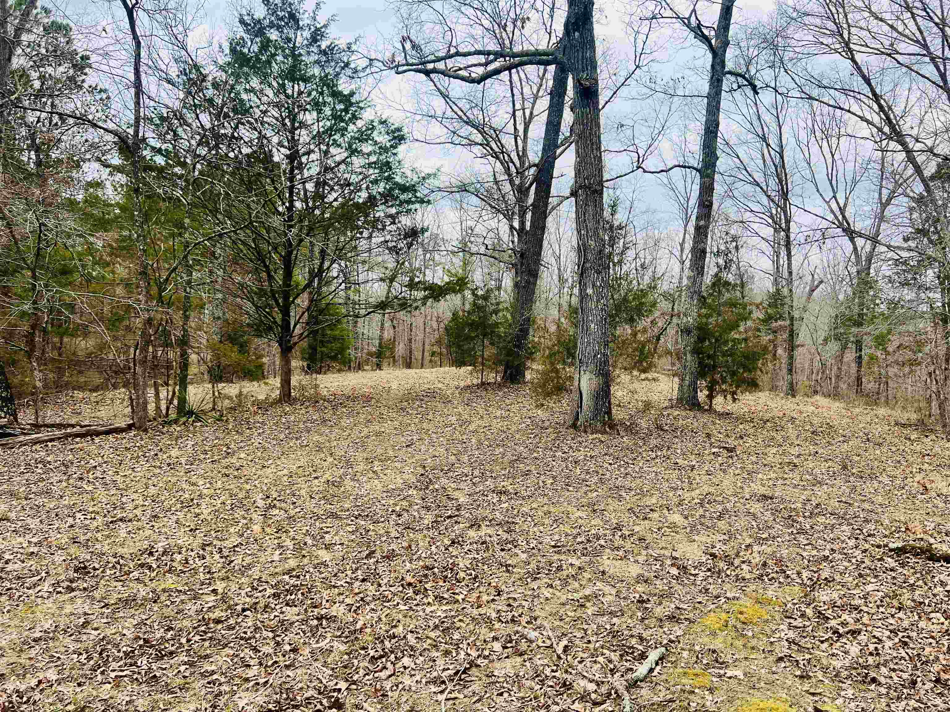3990 Monk House Road Somerville, TN 38068 - Photo 5 of 20 a view of a backyard with trees